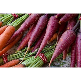 Hạt giống cà rốt tím