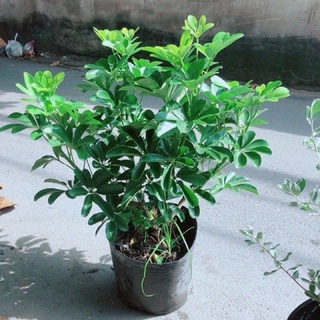 Ngủ da bì