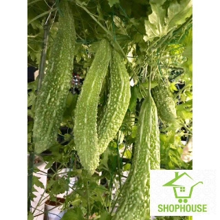 shophouse Hạt giống mướp đắng nhật bản 10 hạt  SHOP HOUSE  TẾT KHUYẾN MẠI