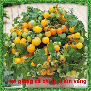 Hạt giống cà chua bi lùn vàng