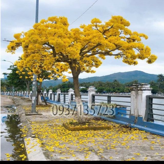 Cây giống chuông vàng