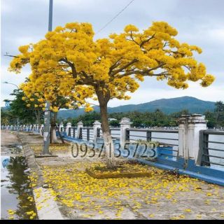 Cây giống chuông vàng