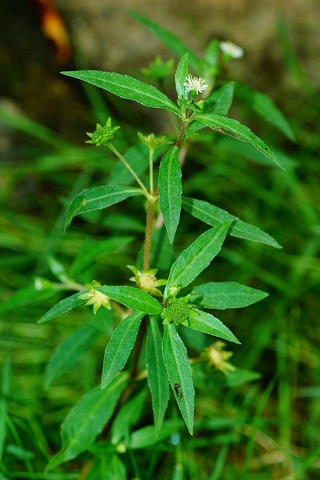 Cây Cỏ Mực ( Nhọ Nồi) - Chậu Rau Dược Liệu + Tặng 02 cây nhót ngọt