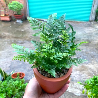 CÂY DƯƠNG XỈ MINI - TẶNG CHẬU ĐỂ BÀN