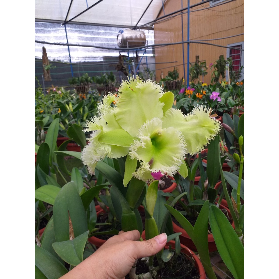 Hoa lan cattleya : Lông Heo