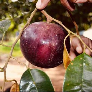 Cây cây vú sữa tím... 8 tháng cây cho trái - cây giống nhập khẩu