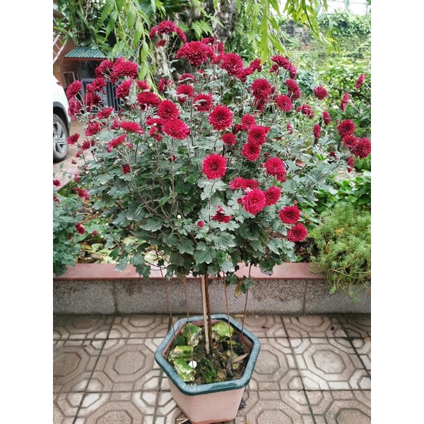 Cây giống cúc cổ sơn la 10 cây