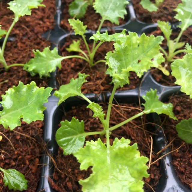 4 Cây giống cải Kale xoăn xanh Mỹ