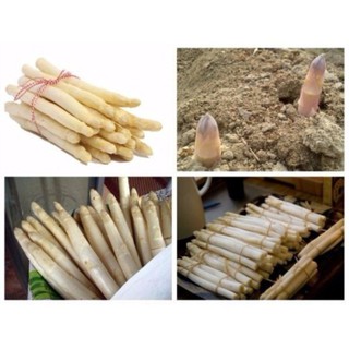 hạt giống măng tây trắng gói 30 hạt