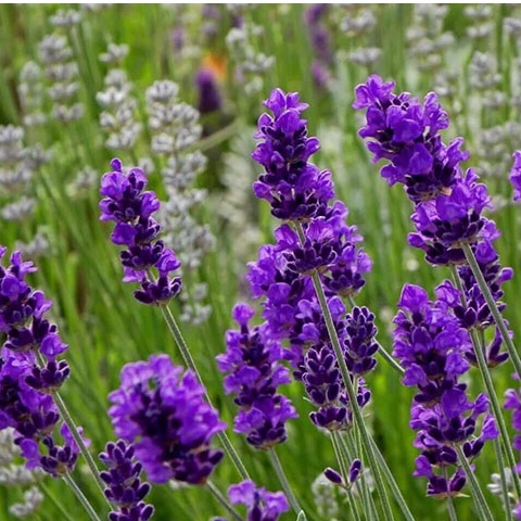 100H - #Hạt_Giống_Hoa_Oải_Hương ( tặng kèm kích mầm và phân bón )