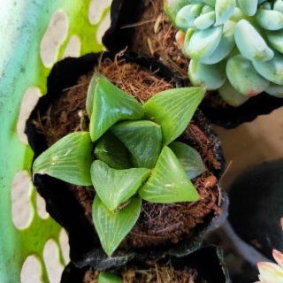 Cây Sen Guốc ( Haworthia)