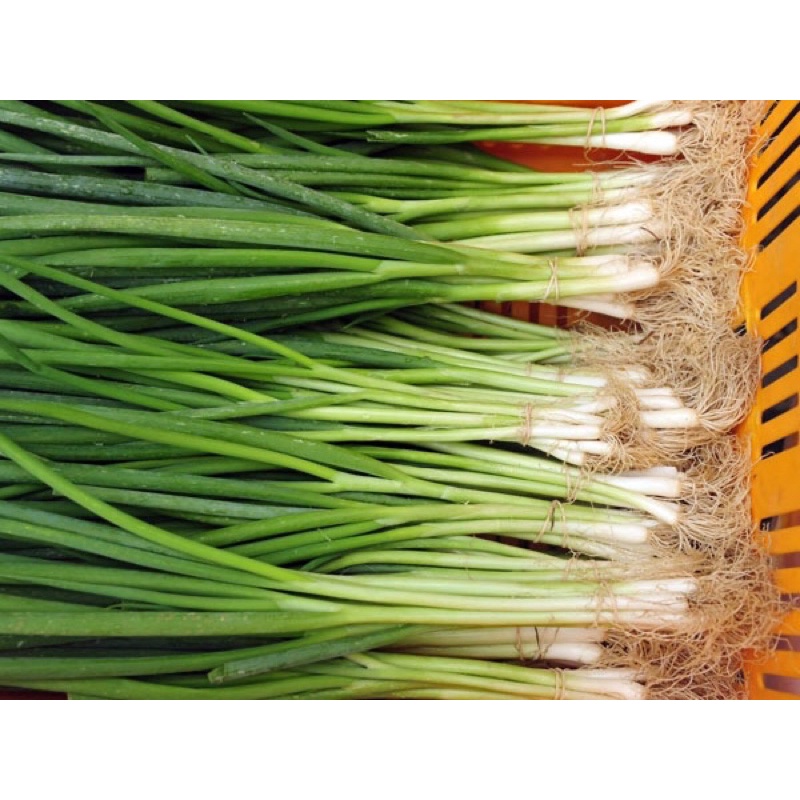 Hạt giống hành lá 2gr/gói
