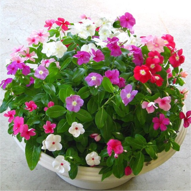 Hạt giống hoa Dừa cạn hay hải đằng, dương giác, bông dừa, trường xuân hoa, hoa tứ quý