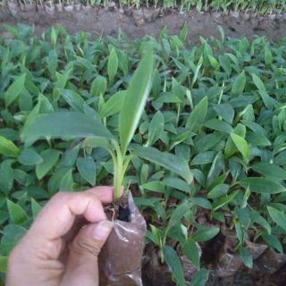 Combo 3 cây chuối tây thái. Tặng kèm túi phân