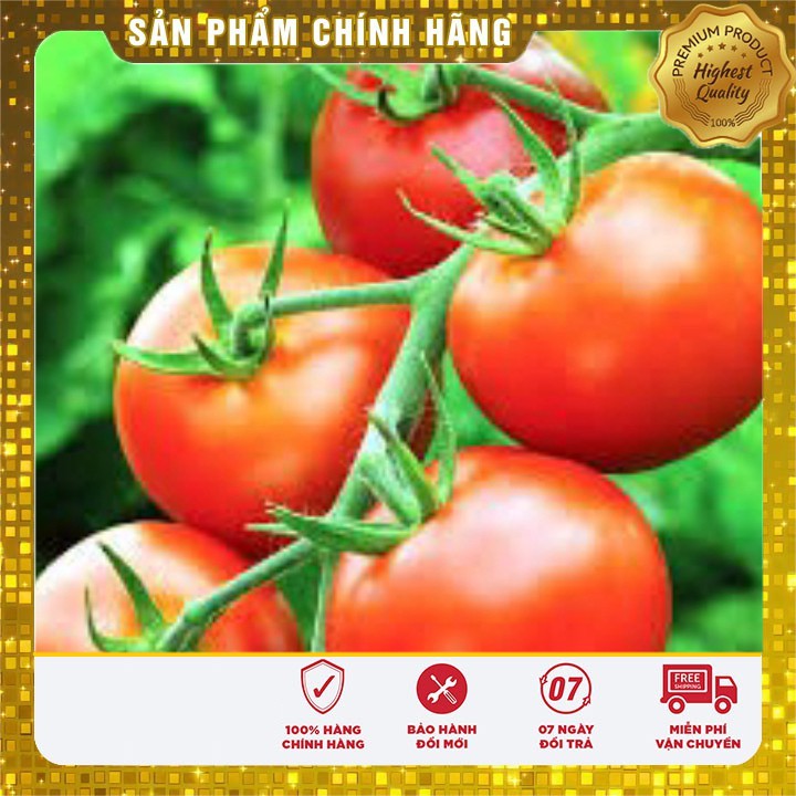 Hạt giống cà chua Aka quả to dễ trồng quanh năm - 0.2gr