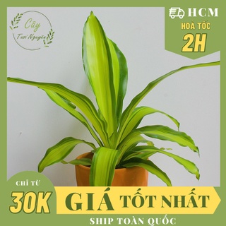 CHẬU MỀM_CÂY PHÁT TÀI SỌC VÀNG (Thiết mộc lan) ,(cao 30cm), để bàn mini GIÁ RẺ, lọc không khí