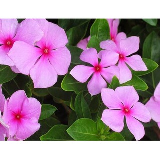 Cây Hoa Dừa Cạn đứng màu Hồng ta (Việt Nam)