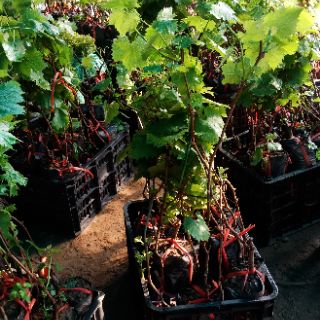Cây nho móng tay nhập khẩu