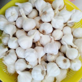 1kg tỏi Phan Rang