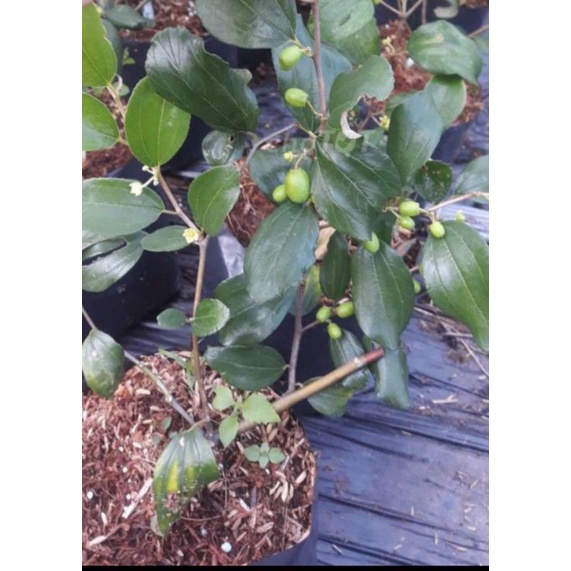 Cây giống táo thái