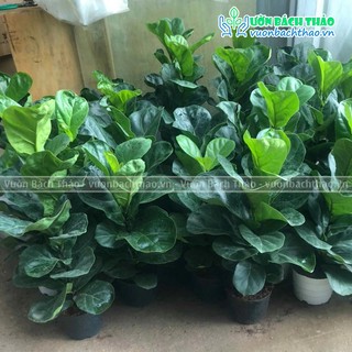 Cây bàng singapore loại 1 nhánh cao 50-60cm