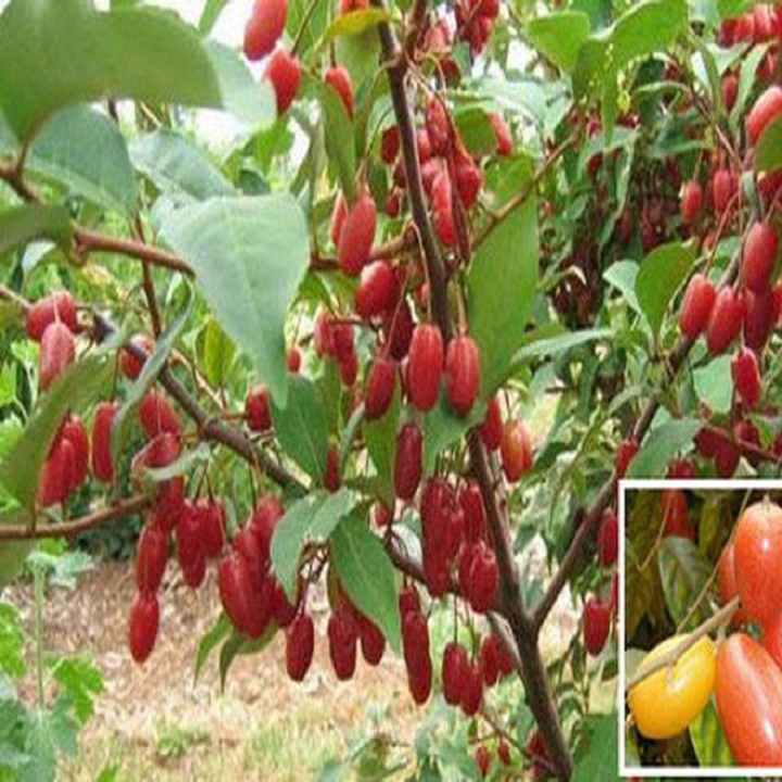 CÂY GIỐNG NHÓT NGỌT SIÊU QUẢ SIÊU NĂNG SUẤT + Tặng 02 cây nhót ngọt