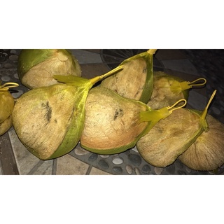 Dừa sáp Trà Vinh loại 2