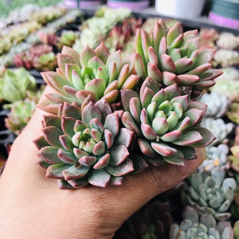 Sen đá vỉ size 3-5cm