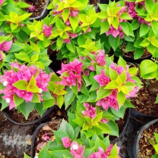 Cây giấy Mỹ (sale 40cm)