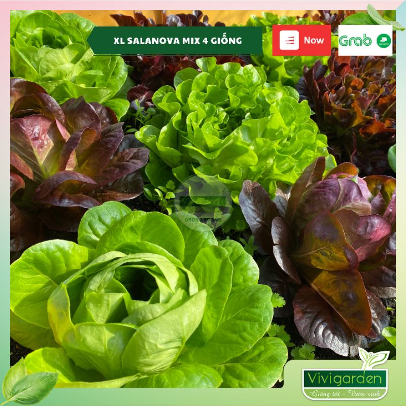 Combo 50 hạt giống xà lách bọc men cao cấp Salanova Johnny Seeds Mỹ siêu ngon giòn ngọt và đẹp