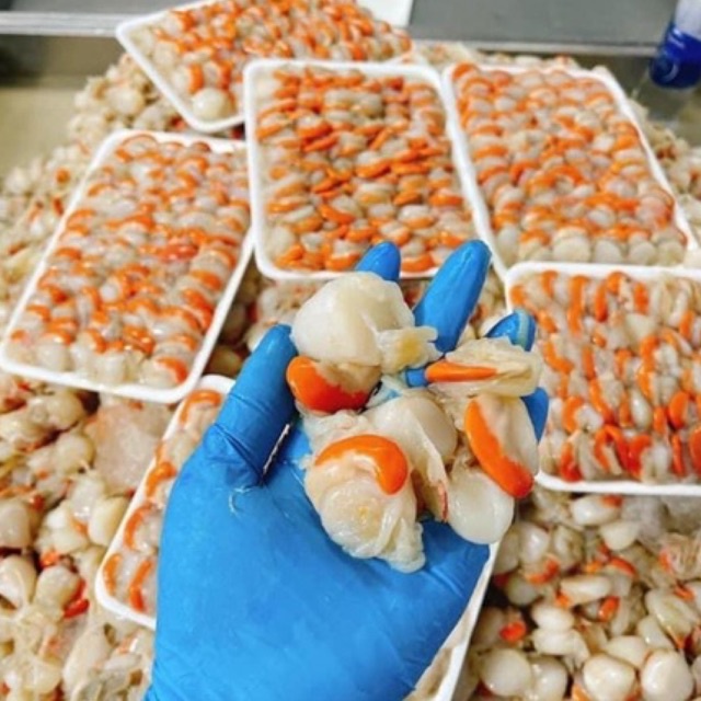 [ PHÚ NHUẬN] CÒI SÒ ĐIỆP TRỨNG 500GR