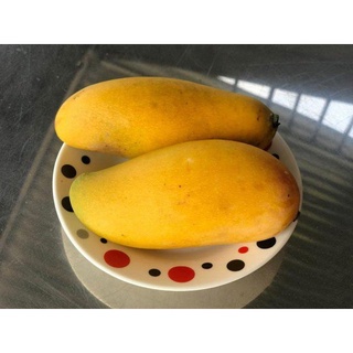 Cây giống xoài tài lộc [ giống xoài mới - quả để 7 ngày không hư, quả sai trĩu cành] [ cây đẹp ]