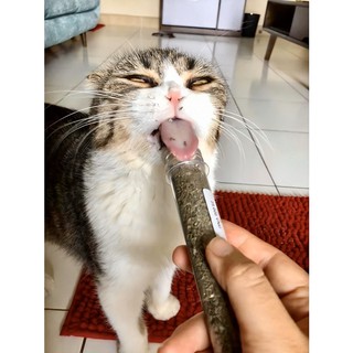 CỎ BẠC HÀ CATNIP CHO MÈO