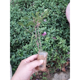 COMBO 3 BẦU CÂY GIỐNG Hồng ngọc mai bonsai , cây giống gửi đi nguyên bầu - BCGHNMBS