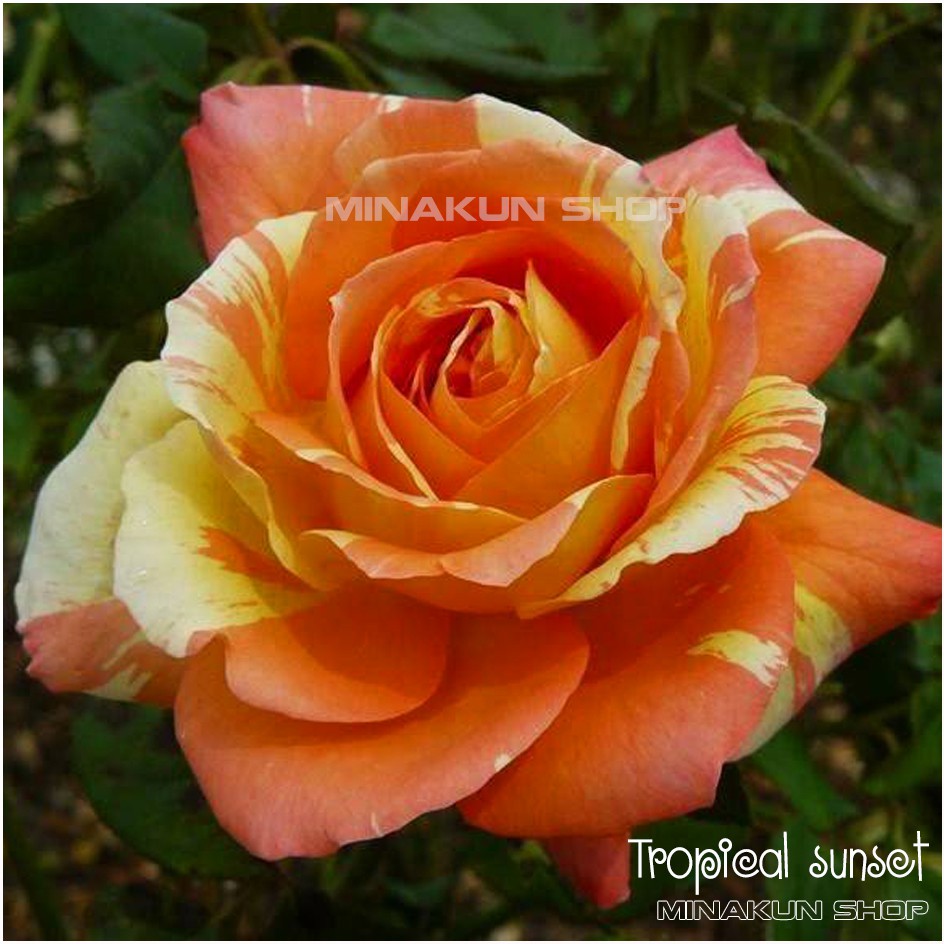 Hoa hồng ngoại kẻ sọc cam Tropical Sunset đẹp rực rỡ - MinaKun Shop