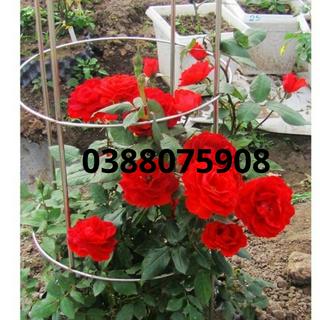 Vườn ươm cây giống F1