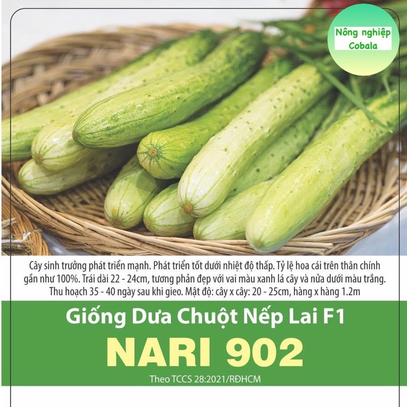 Hạt Giống Dưa Chuột Nếp 902