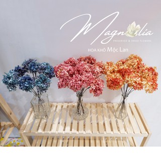 Hoa khô 🍁FREESHIP🍁 Hoa Cẩm Tú Cầu khô nhiều màu đẹp mê mẩn [hoa trang tri]