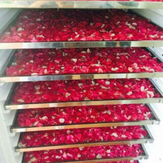toner hoa hồng