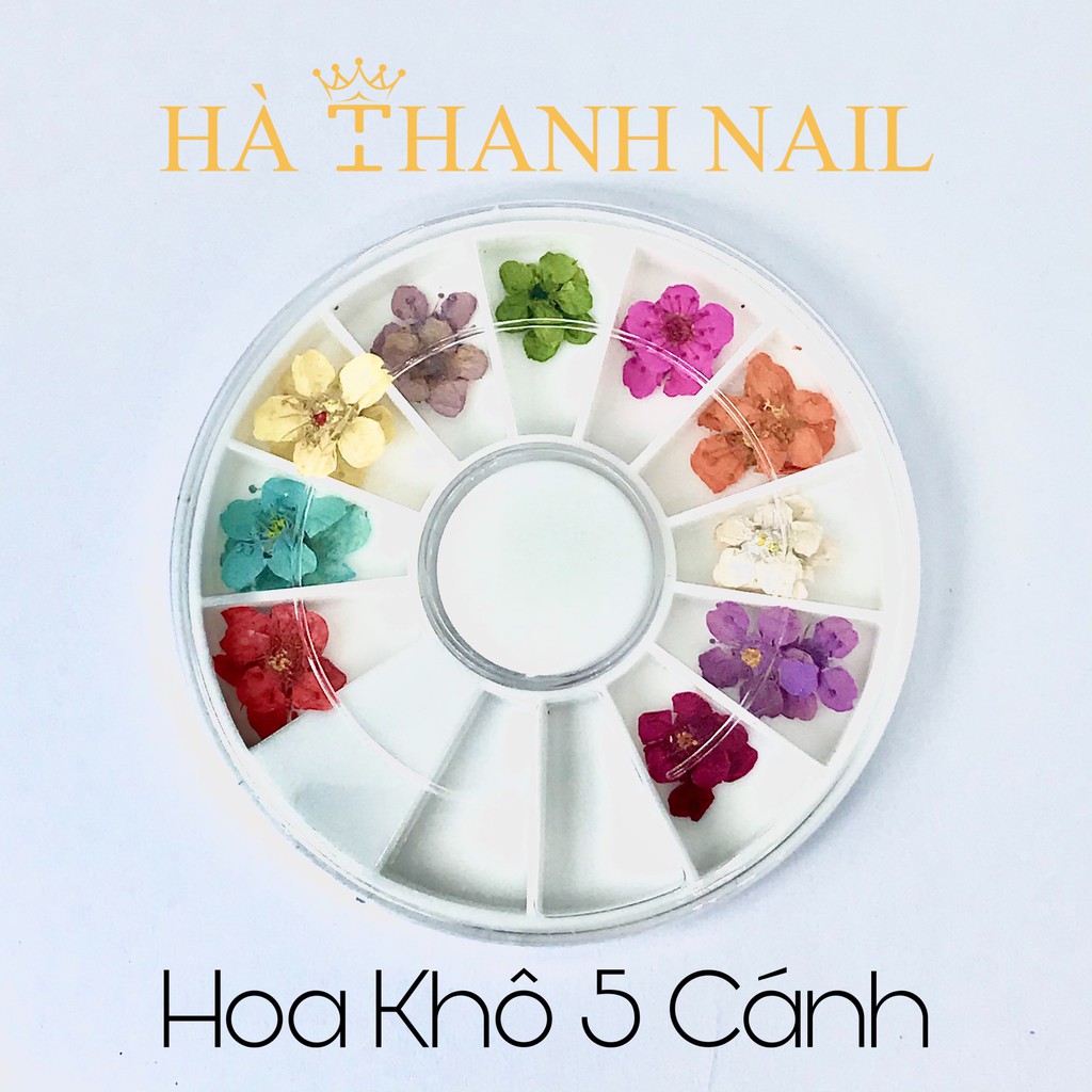 Hoa năm cánh khô ẩn gel , bột