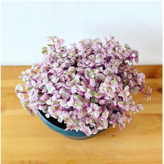 Chậu cây Thài Lài Hồng Mini - Pink Lady - Thài Lài Mini Pink Lady 'Violet'-UtNho