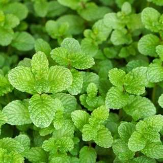 Hạt giống rau húng bạc hà ( húng lủi )