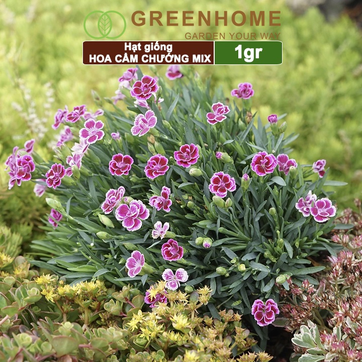 Hạt giống hoa cẩm chướng mix Greenhome, gói 1gr ,chùm, nhiều màu rực rỡ H07