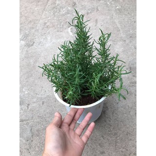 Cây hương thảo có sẵn chậu