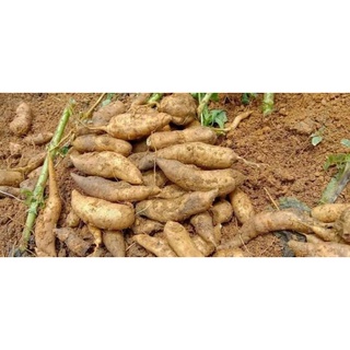 KHOAI SÂM ĐẤT TÂY BẮC