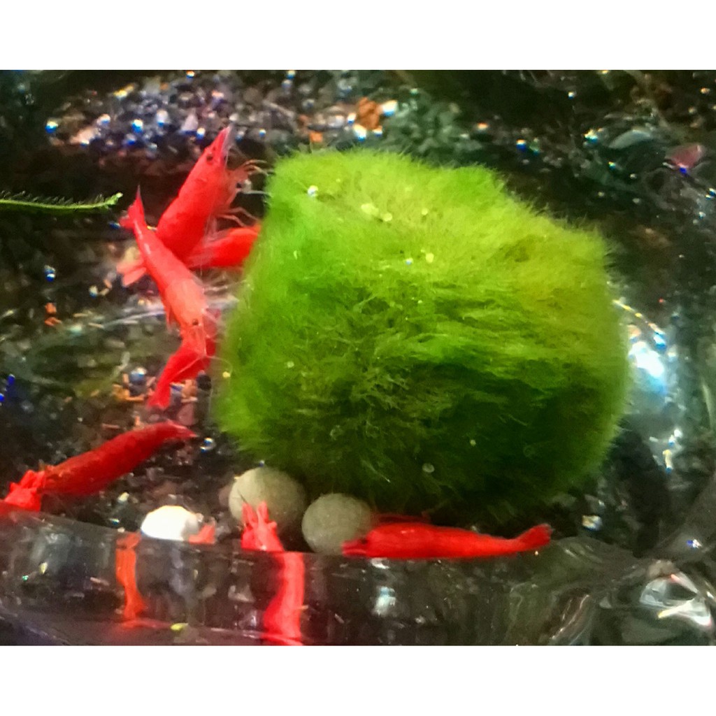 Tảo cầu marimo 3-4cm -Trang Trí Bể Tép, Bể Thủy Sinh - Tảo cầu may mắn Nhật Bản