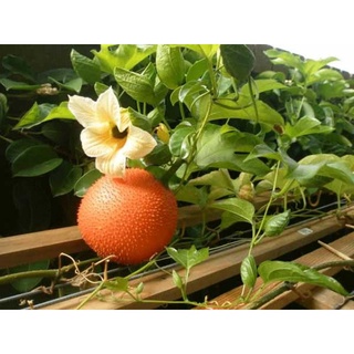 1 trái gấc tươi tạo màu xôi, chè thực phẩm