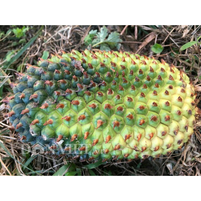 sỉ lẻ dứa rừng khô 500g - 1kg