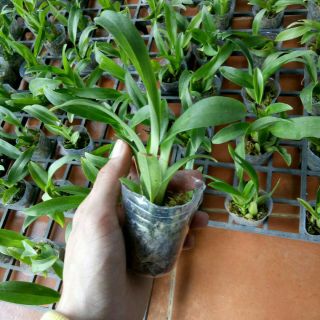 Combo 5loai lan cây giống
