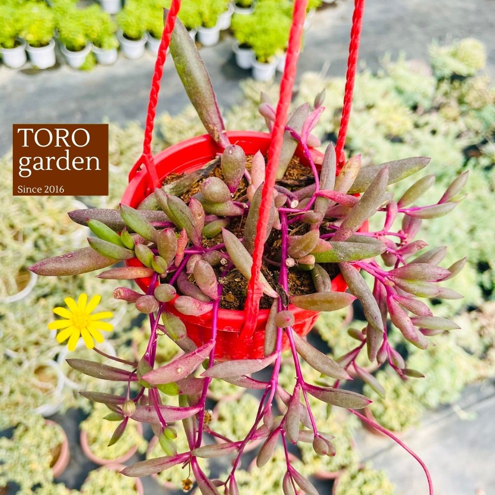 Sen đá ruby necklace trồng chậu treo Đà Lạt size 9cm cây cảnh trang trí nhà cửa Toro garden